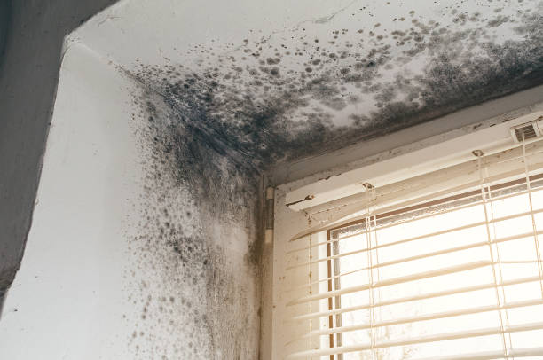 Affordable Mold Remediation solutions in Montrose, VA